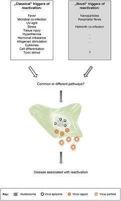 “Novel” Triggers of Herpesvirus Reactivation and Their Potential Health Relevance